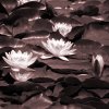 Do you know picking lilypad flowers is illegal?